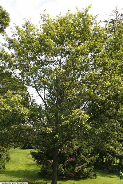 Quercus imbricaria
