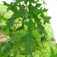 Quercus lyrata