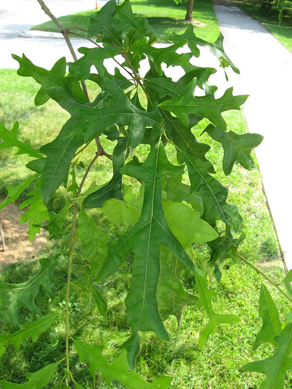 Quercus lyrata