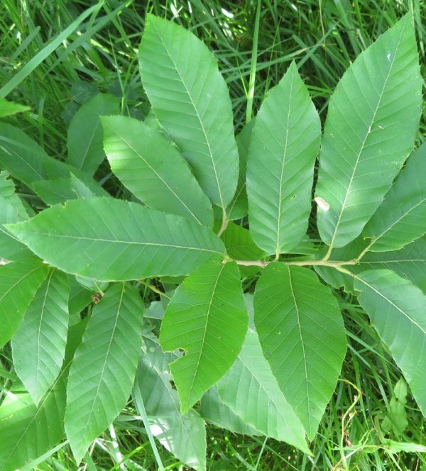 Quercus variabilis