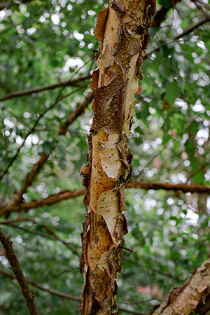 Betula davurica