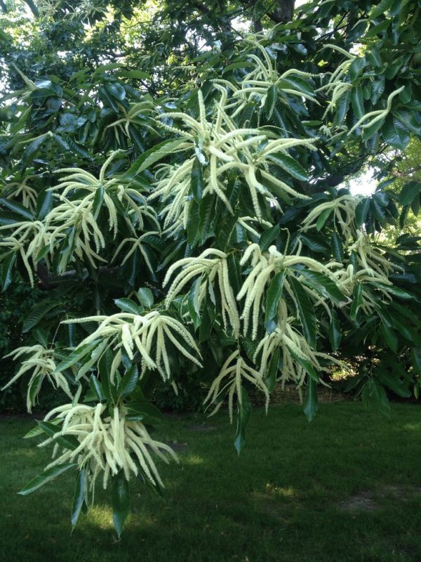 Castanea mollissima