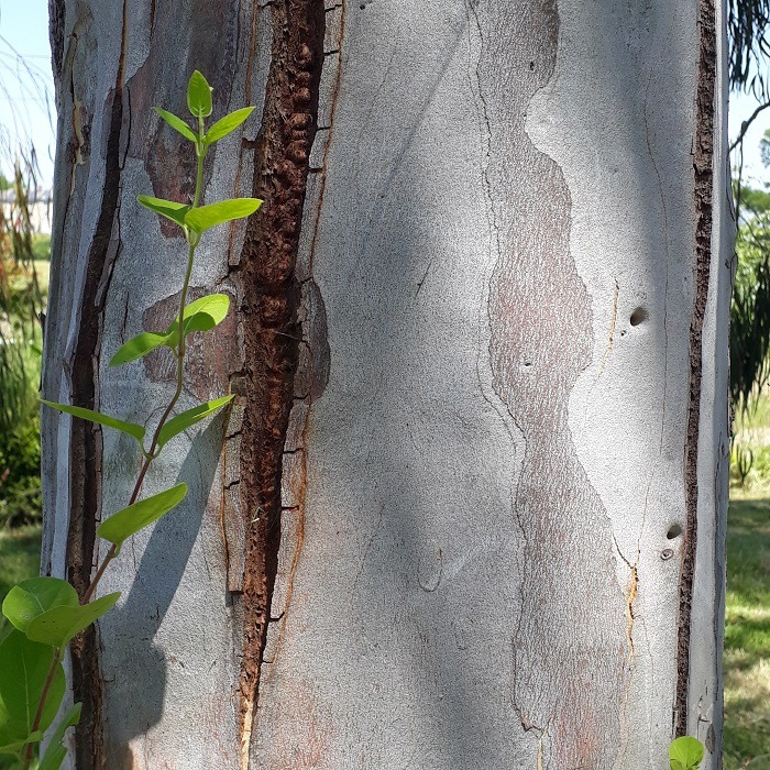 Eucalyptus scoparia