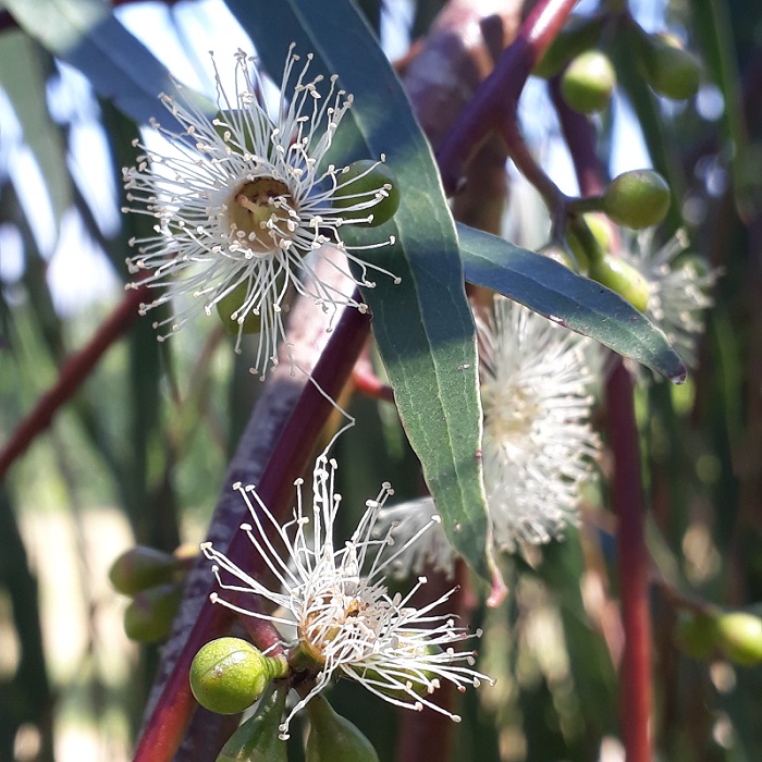 Eucalyptus scoparia