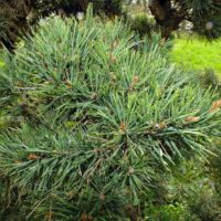 Pinus densiflora
