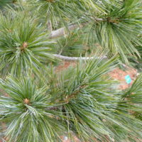 Pinus flexilis var. reflexa :: Pinus strobiformis