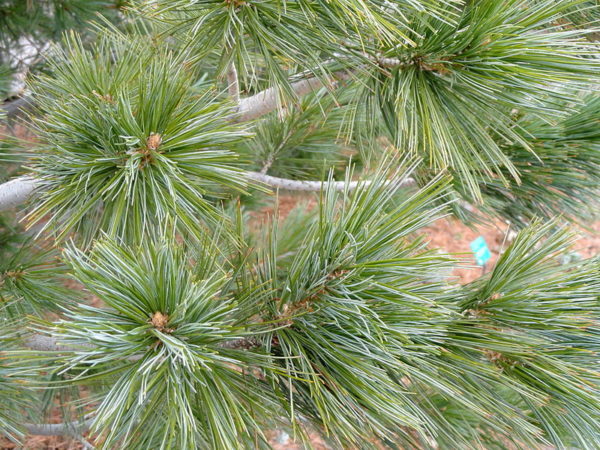 Pinus flexilis var. reflexa :: Pinus strobiformis