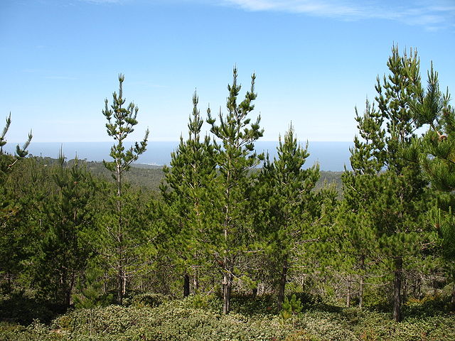 Pinus radiata - Pin de Monterey - Florama