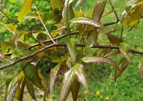 Quercus chenii