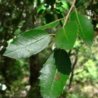 Quercus chrysolepis