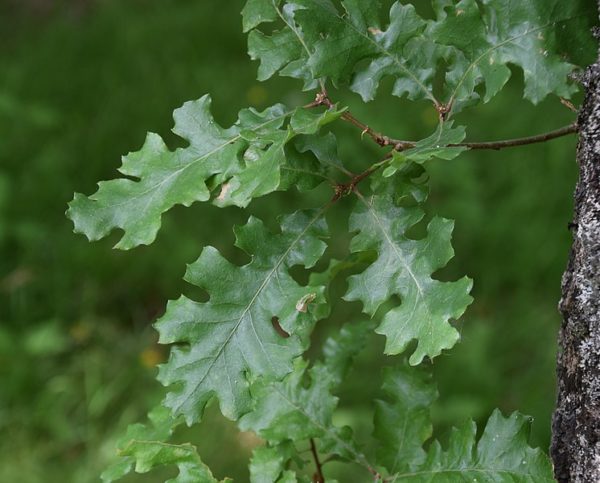 Quercus lobata