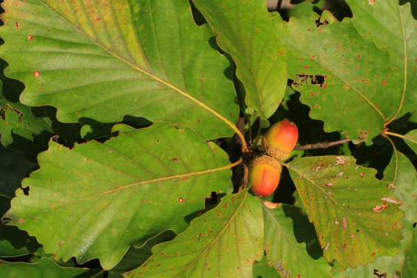 Quercus montana