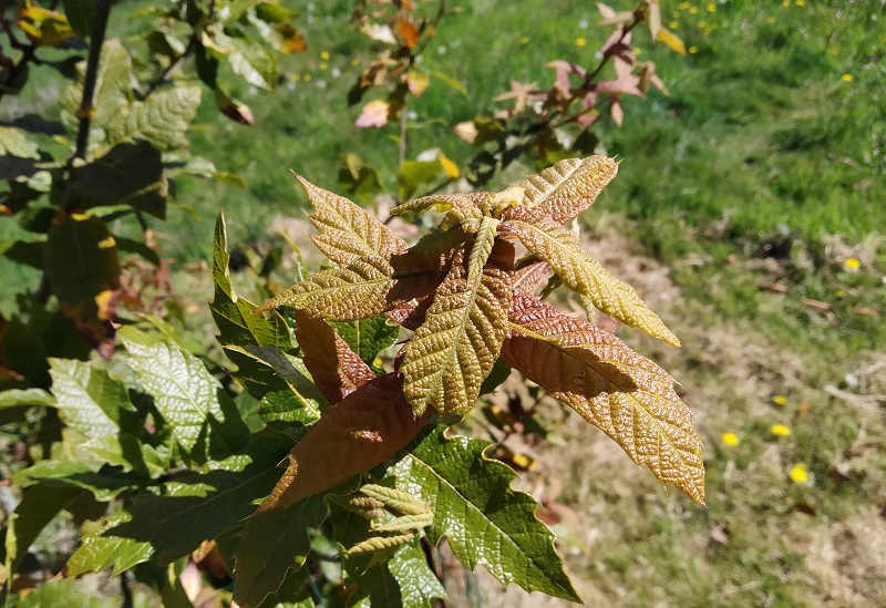 Quercus rysophylla