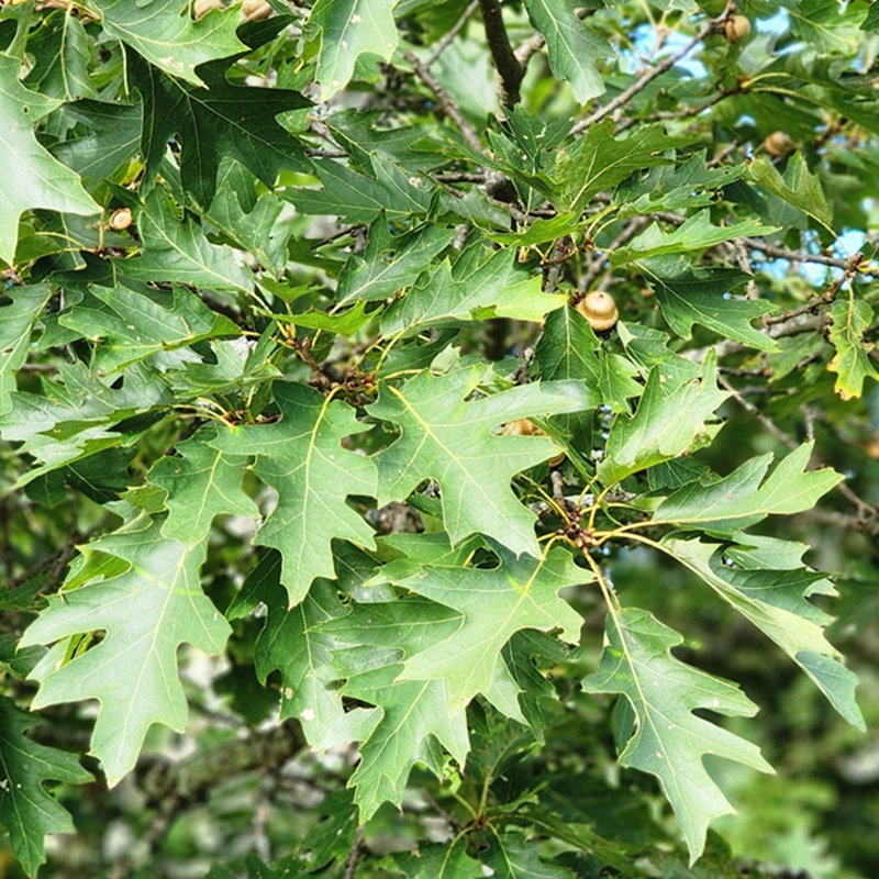 Quercus_velutina