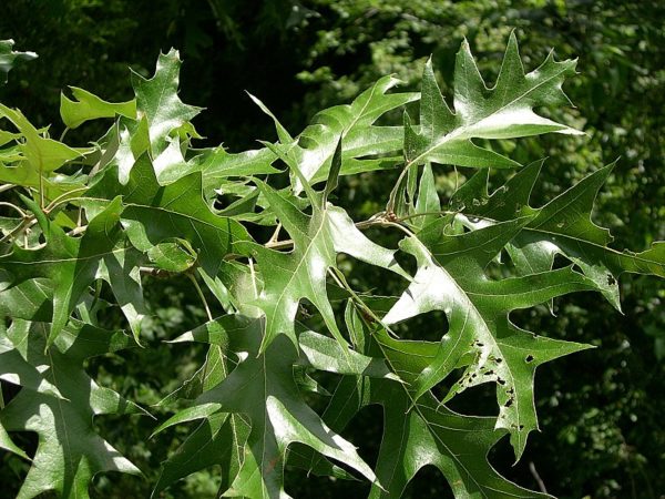 Quercus velutina