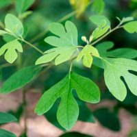 Sassafras albidum