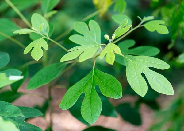 Sassafras albidum