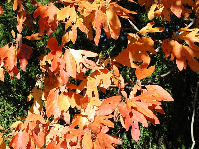 Sassafras albidum automn leaves