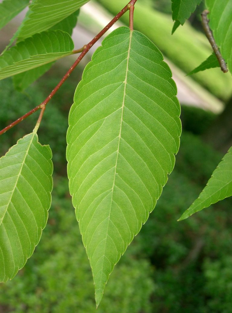 Zelkova serrata Orme du Japon Florama