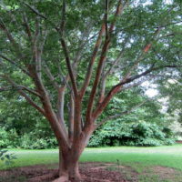 Zelkova sinica