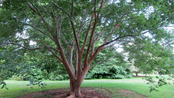 Zelkova sinica