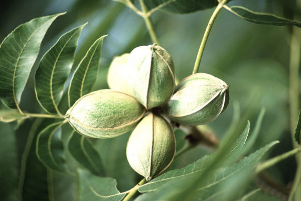 Carya illinoinensis