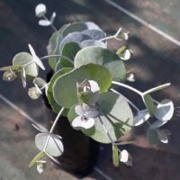 Eucalyptus glaucescens