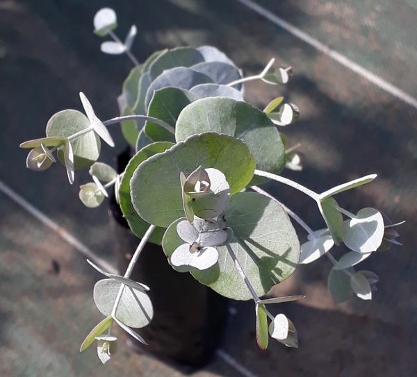 Eucalyptus glaucescens