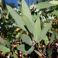 Eucalyptus lacrimans