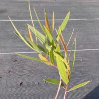 Eucalyptus stricta