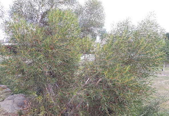 Eucalyptus stricta