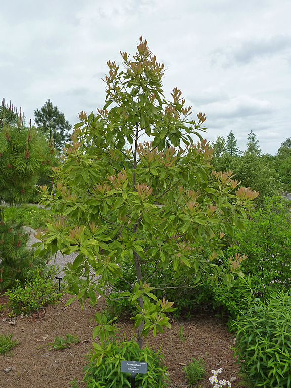 Persea borbonia
