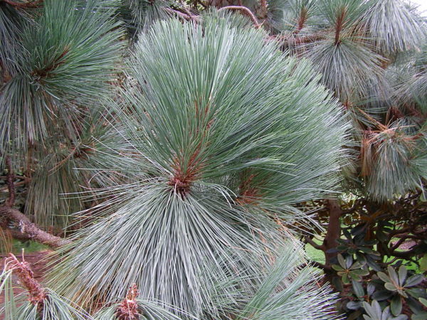 Pinus montezumae