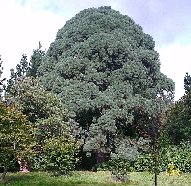 Pinus montezumae