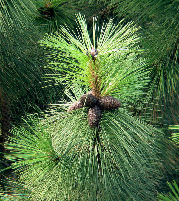 Pinus ponderosa