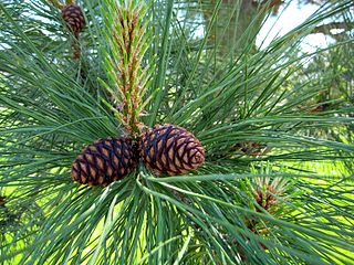 Pinus ponderosa