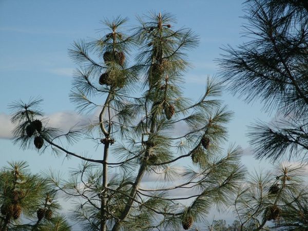 Pinus sabiniana