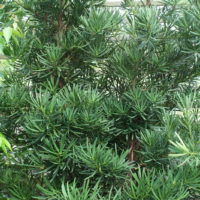 Podocarpus macrophyllus Japenese yew-pine