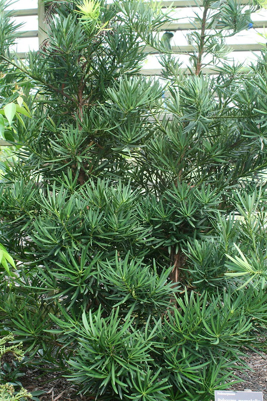 Podocarpus macrophyllus Japenese yew-pine