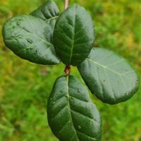 Quercus alnifolia