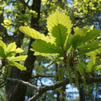 Quercus dentata