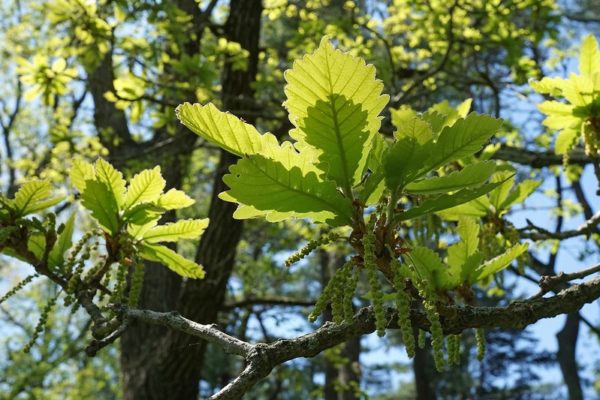 Quercus dentata