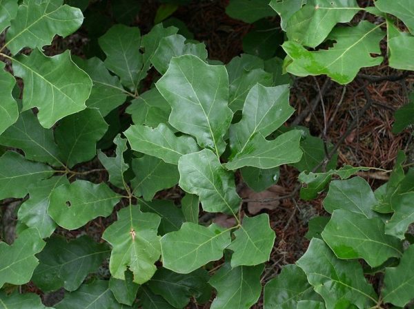 Quercus ilicifolia