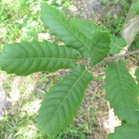 Quercus infectoria subsp. boissieri
