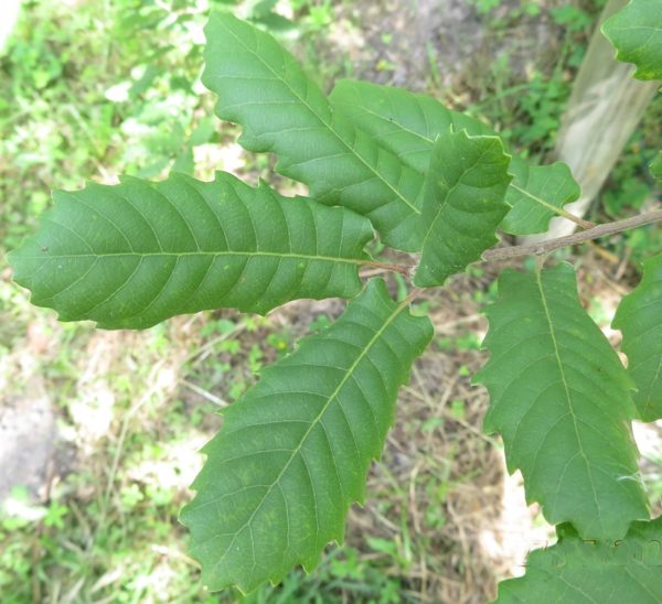 Quercus infectoria subsp. boissieri