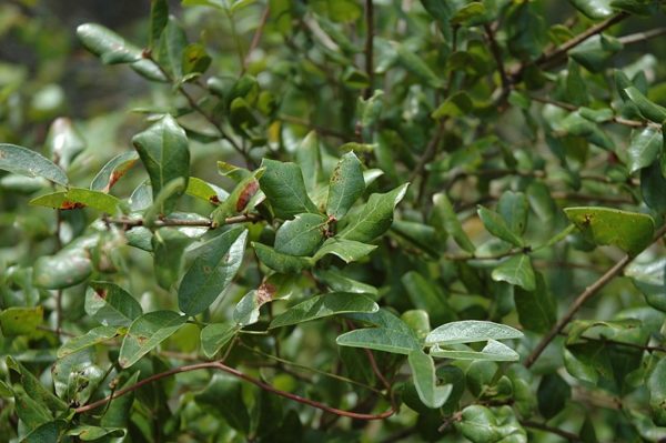 Quercus myrtifolia