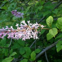 Syringa wolfii