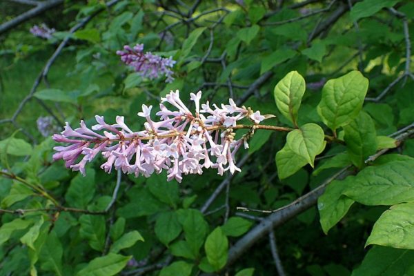 Syringa wolfii