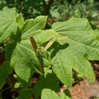 Acer crcinatum