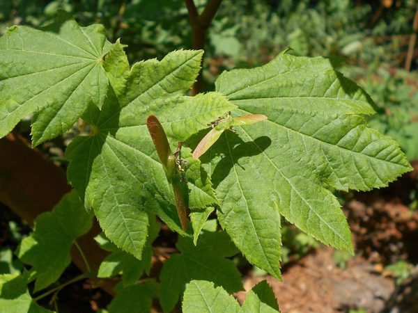 Acer crcinatum